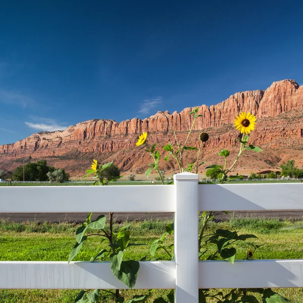 Zonnebloemen achter het hek — Stockfoto