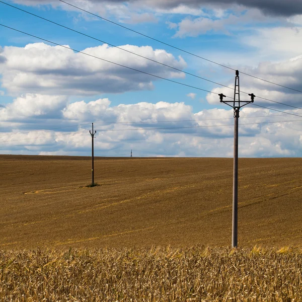 Gerst veld bij zonsondergang — Stockfoto