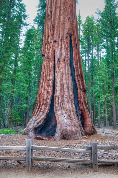 Světy největší strom - obecné sherman — Stock fotografie