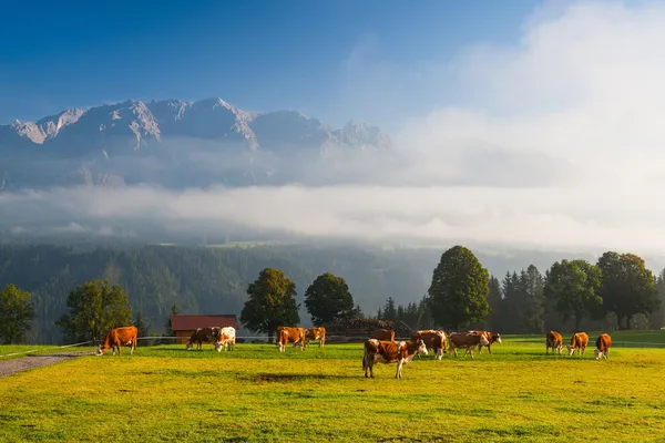 On pasture in the morning mist — Stock Photo, Image
