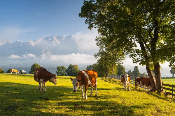 On pasture in the morning mist — Stock Photo, Image