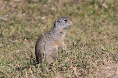 grand teton tipik bir sıçan portresi