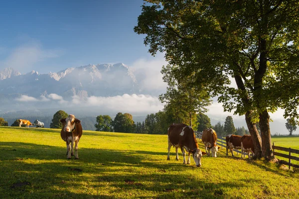 On pasture in the morning mist — Stock Photo, Image