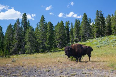 Amerikan bizon yellowstone Milli Parkı