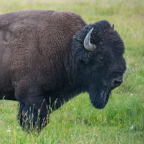 Portrét bizon americký — Stock fotografie