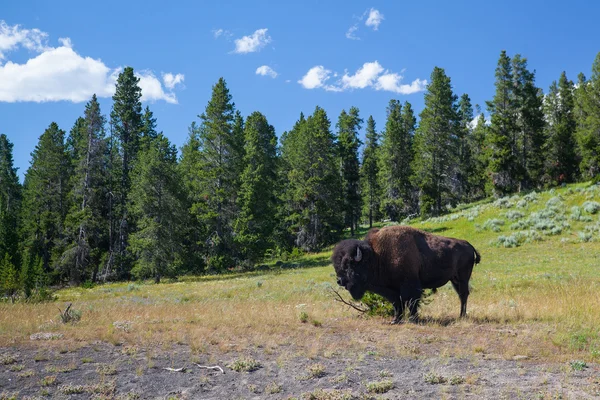 Amerikaanse bizon in het nationaal park yellowstone — Stockfoto