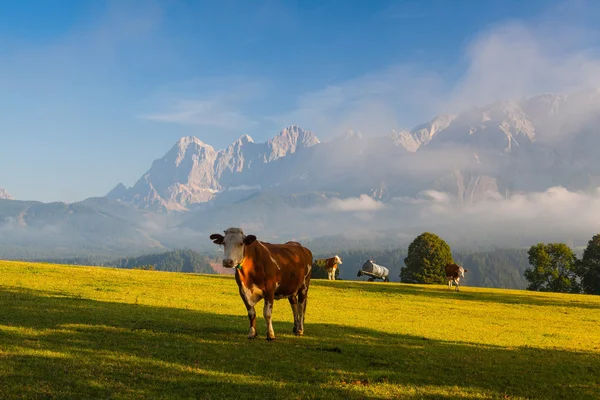 Al pascolo nella nebbia del mattino — Foto Stock