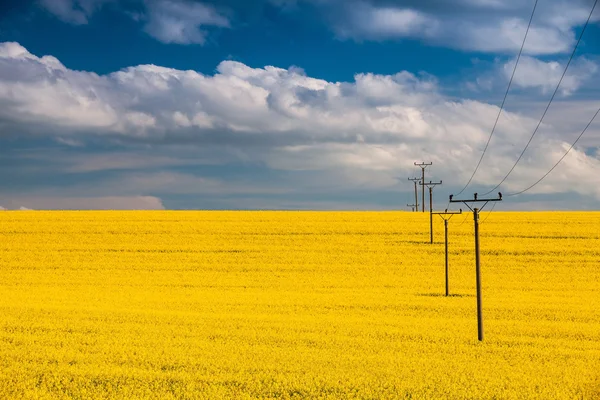 Rapsfeld und blauer Himmel — Stockfoto