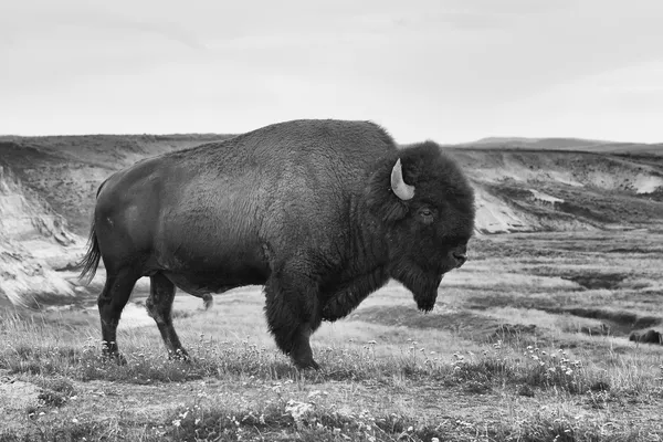 American Bison no Parque Nacional de Yellowstone — Fotografia de Stock