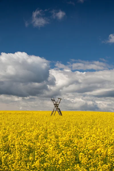 Jagdturm auf dem Rapsfeld — Stockfoto