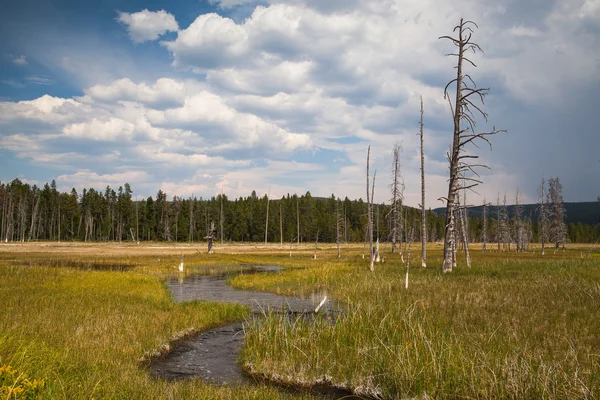 Νεκρό δάσος στο εθνικό πάρκο yellowstone — Φωτογραφία Αρχείου