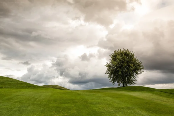 On the golf course in the morning mist — Stock Photo, Image