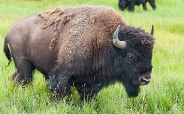 American Bison in the Yellowstone National Park clipart