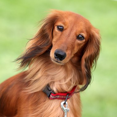 dashund köpek bir bahçe içinde