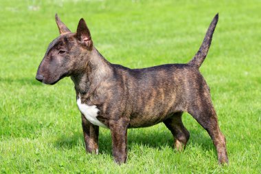 minyatür bull terrier