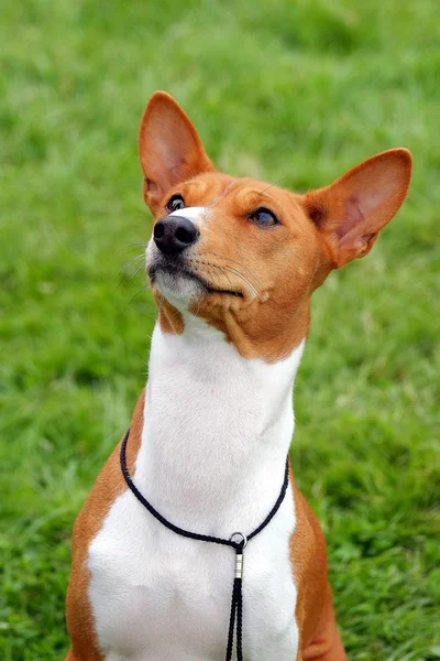 バセニー犬の緑の草の芝生の上 — ストック写真