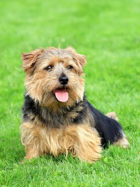 Norfolk terrier on a green grass lawn — Stock Photo, Image