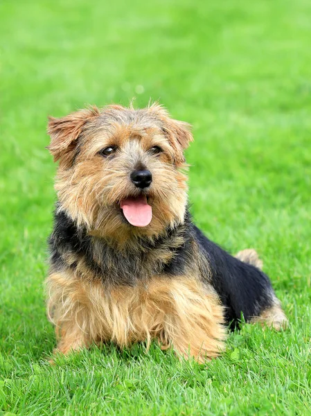 Norfolk terrier na Zielona trawa trawnik — Zdjęcie stockowe