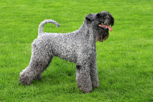 Portret kerry blue terrier — Zdjęcie stockowe