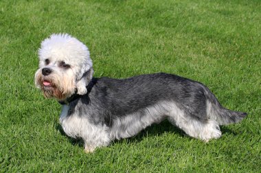 Dandie dinmont korkunç bir yeşil çim çim üzerinde
