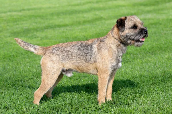 Border terrier on a green grass lawn — Stock Photo, Image