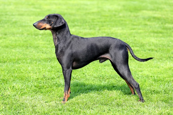 Manchester Terrier on a green grass lawn — Stock Photo, Image