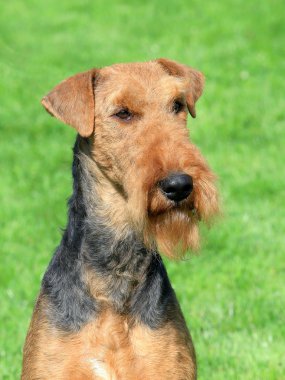 Airedale terrier bahçesinde