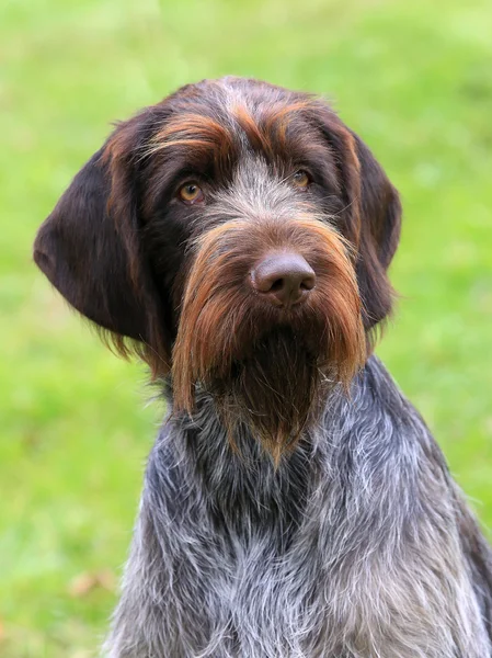 Le typique Griffon pointeur à poils métalliques bohème — Photo