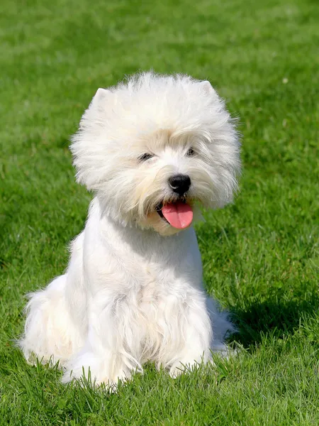 Puppy of West Highland White Terrier — Stock Photo, Image