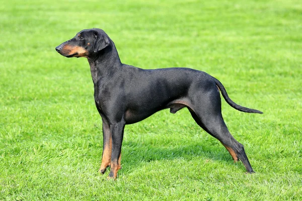 El típico Manchester Terrier negro — Foto de Stock