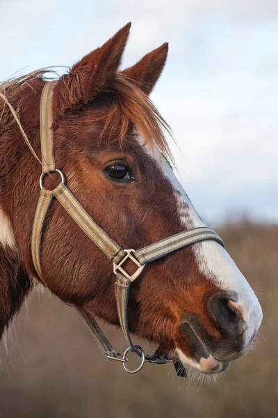 Yarış atı detay — Stok fotoğraf