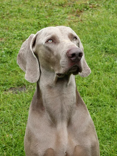 Dettaglio del cane dai capelli corti Weimartaner — Foto Stock