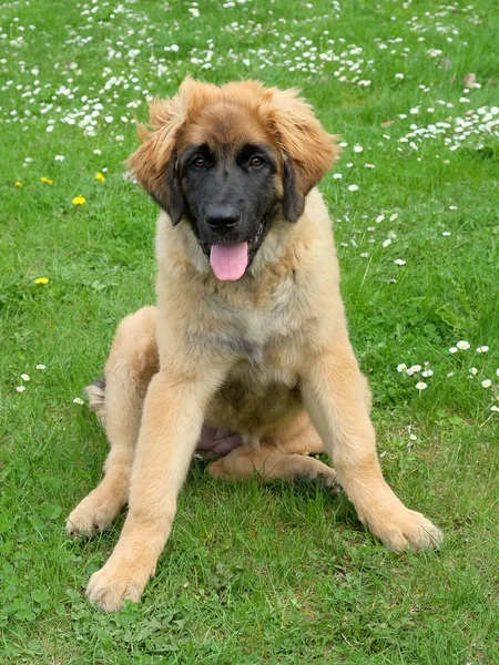 Leonberger bir Çayır köpeği — Stok fotoğraf