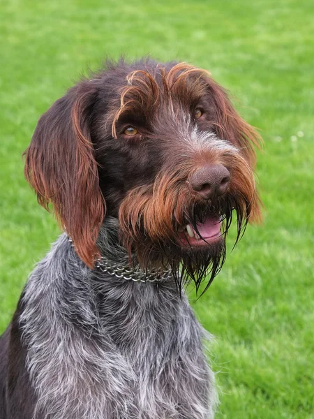 Porträtt av bohemiska Strävhåriga pointing griffon — Stockfoto