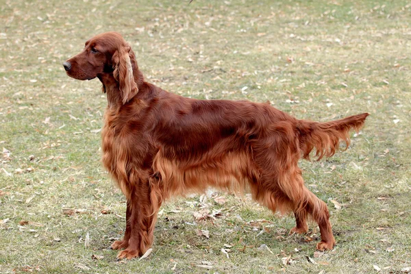 Typical Iris Setter — Stock Photo, Image