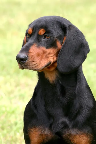 Zwarte swiss hound — Stockfoto