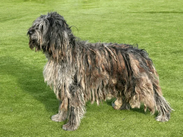 Retrato de Bergamasco cão pastor — Fotografia de Stock