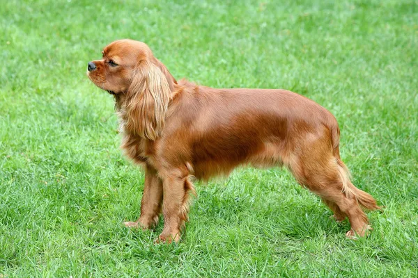 Kavalierkönig Charles Spaniel — Stockfoto