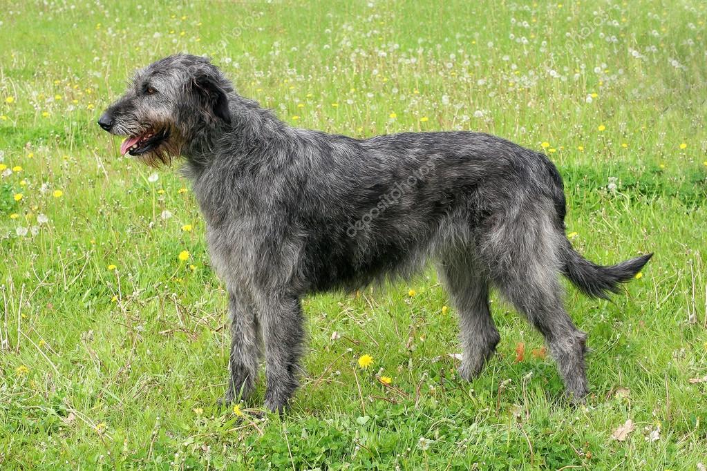 Typical grey Irish Wolfhound Stock Photo by ©CaptureLight 35446069