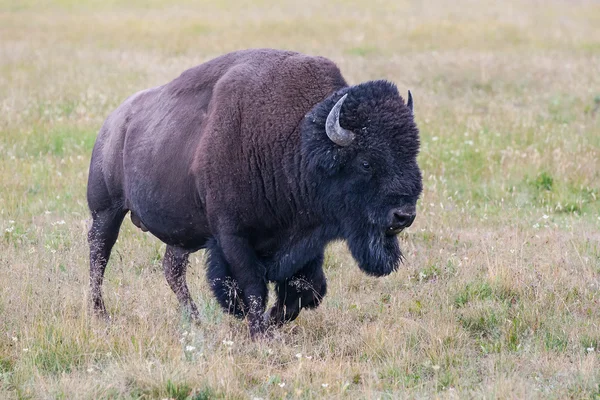Portrét bizon americký — Stock fotografie