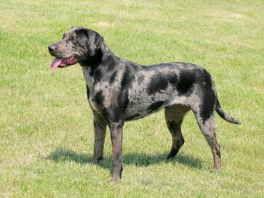 tipik louisiana catahoula köpek