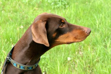 tipik dobermann köpek bir bahçe içinde