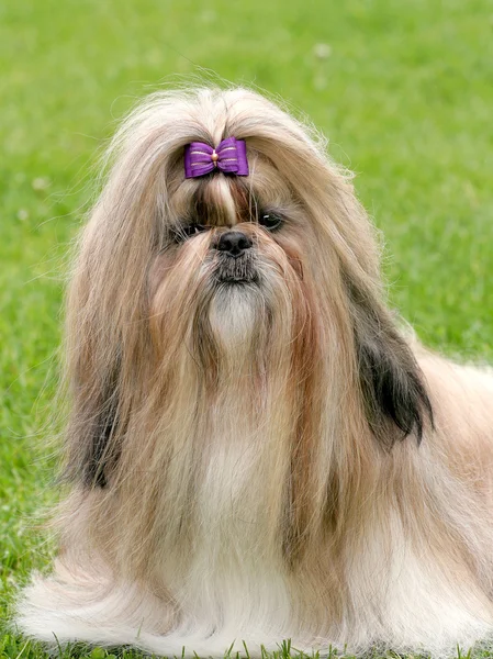 O retrato de engraçado shih tzu cão — Fotografia de Stock