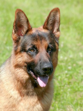 Alman çoban köpeği.
