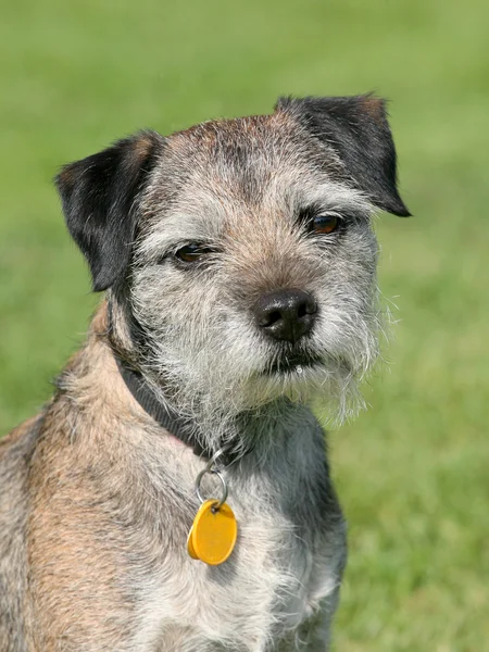 Very old Border Terrier in a garden — Stock Photo, Image