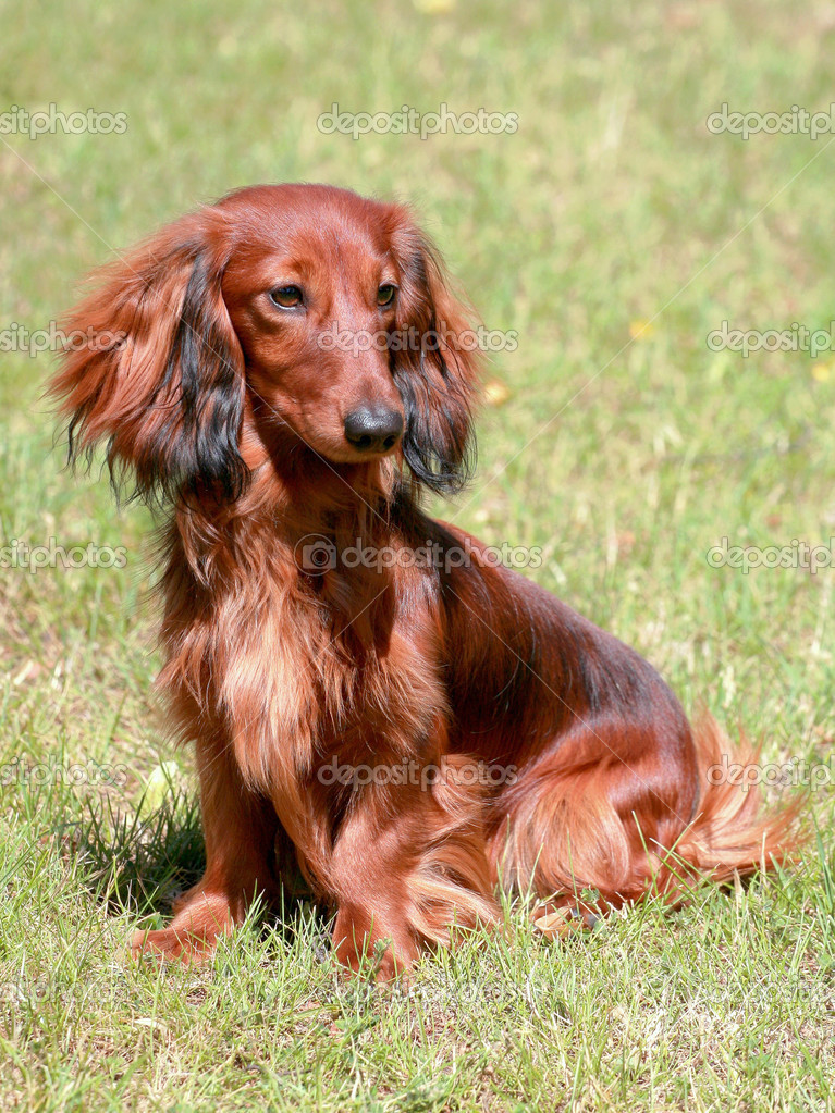 Dachshund Standard Long haired Red dog Stock Photo by