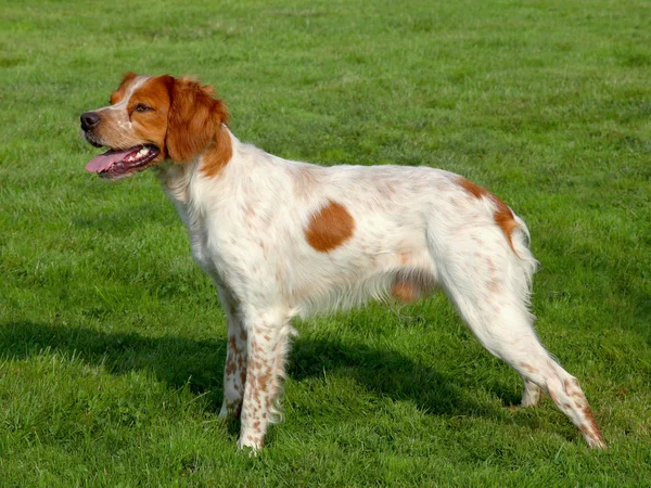 tipik benekli brittany spaniel köpek