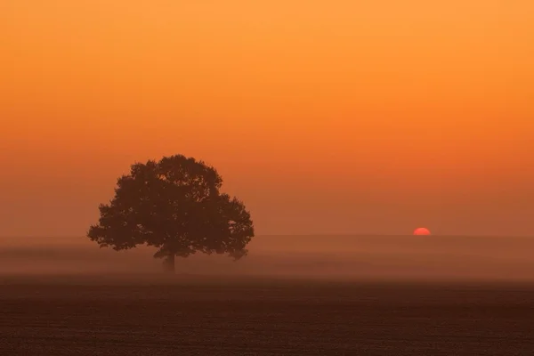 霧の朝、日の出、フィールド、太陽、孤独なツリー, — ストック写真