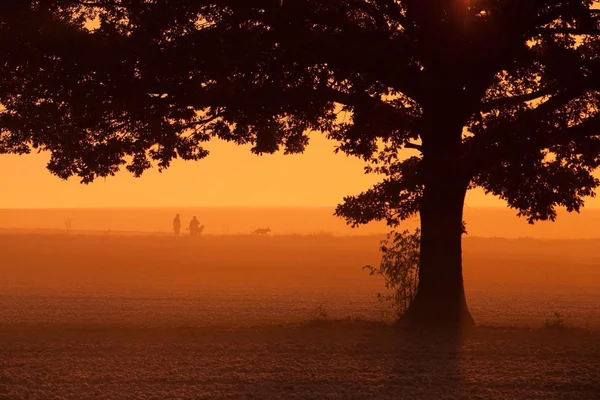 Outono, árvore, campo, pessoas, animais de estimação, cão, cães, passeio, névoa, nascer do sol, manhã , — Fotografia de Stock