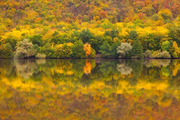 対称ヴルタヴァ川、チェコ共和国、秋、ツリー、フォレスト、黄色、反射 — ストック写真
